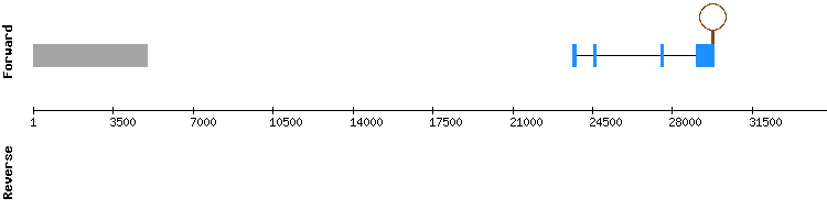 gene structure