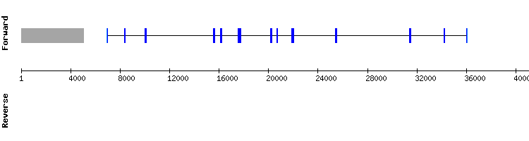 gene structure