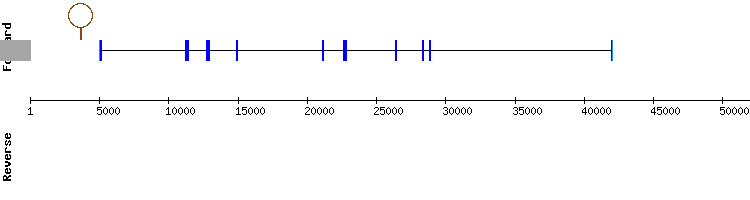 gene structure