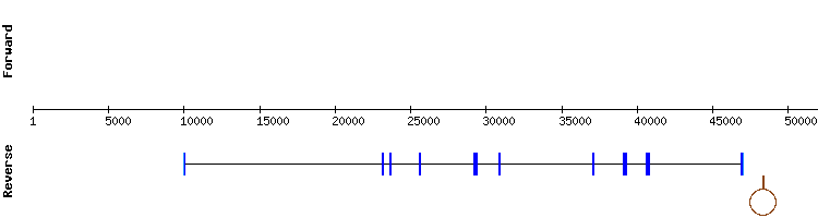gene structure