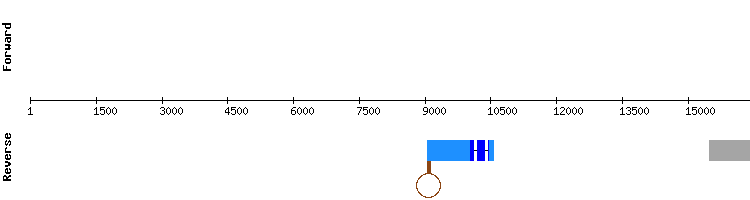 gene structure