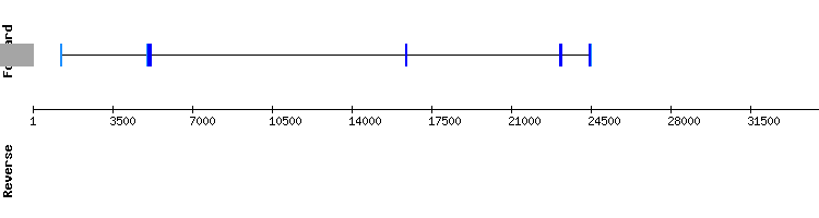 gene structure
