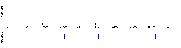 gene structure