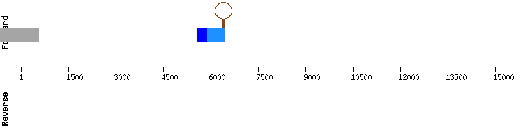 gene structure