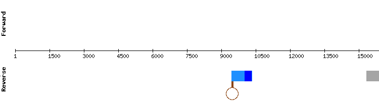 gene structure