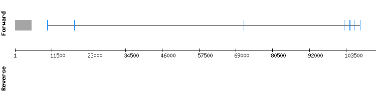 gene structure