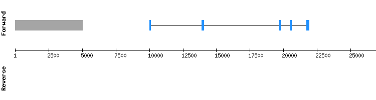 gene structure