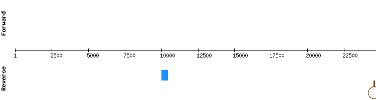 gene structure
