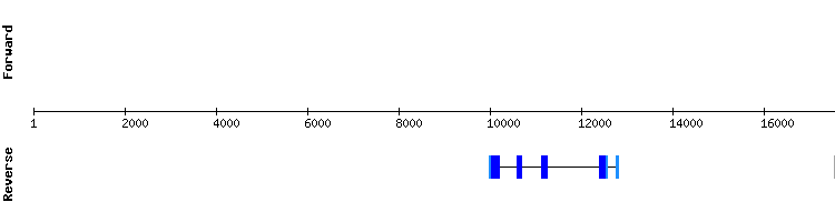 gene structure