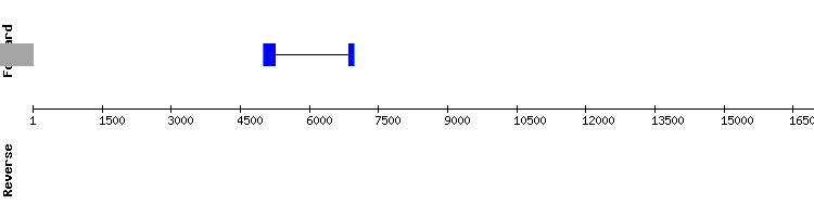 gene structure