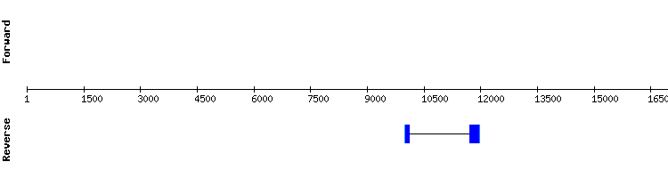 gene structure