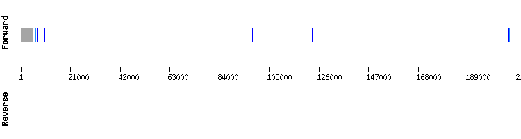 gene structure
