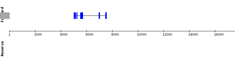 gene structure