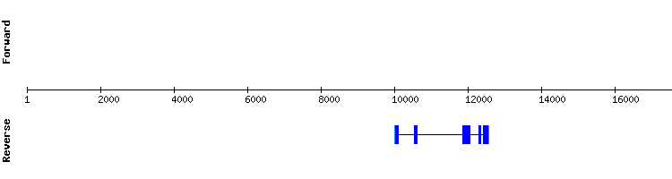 gene structure