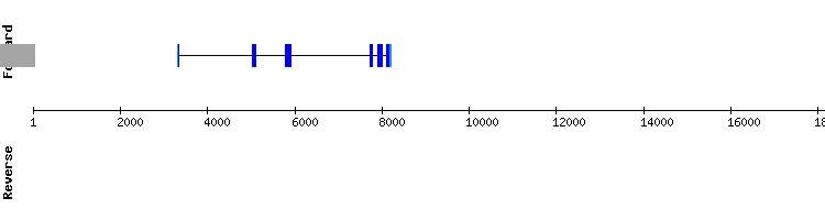 gene structure