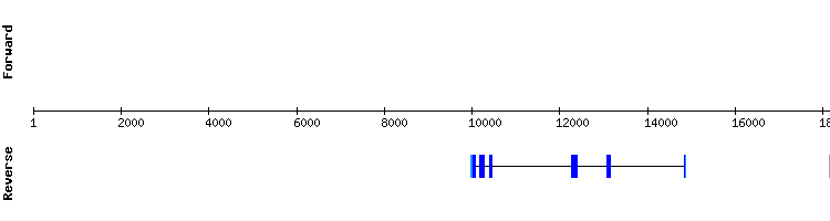 gene structure