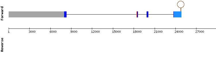 gene structure