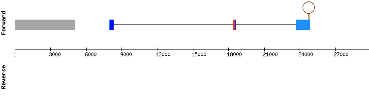 gene structure