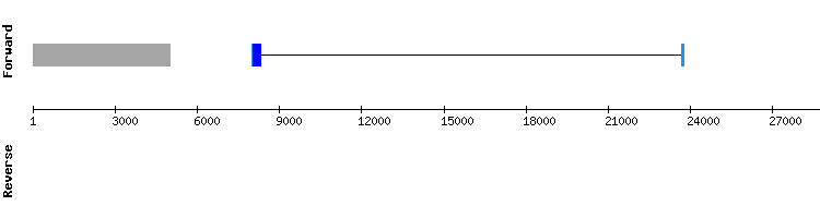 gene structure
