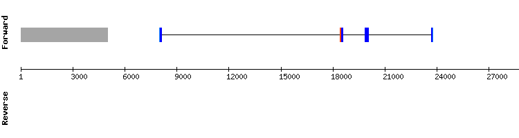 gene structure