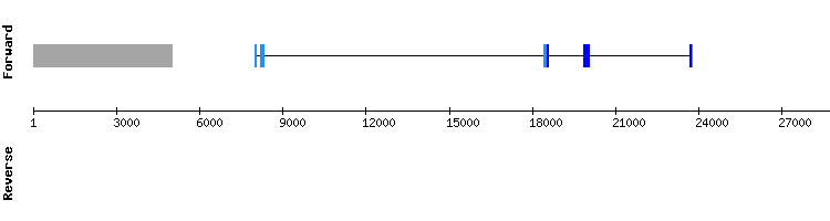 gene structure