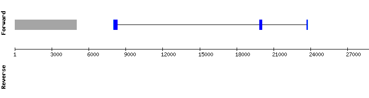 gene structure