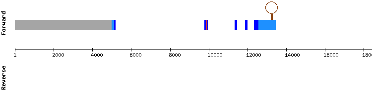 gene structure