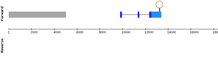 gene structure