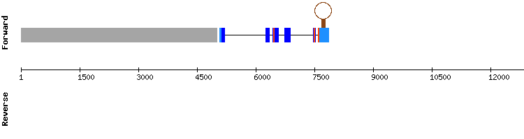gene structure