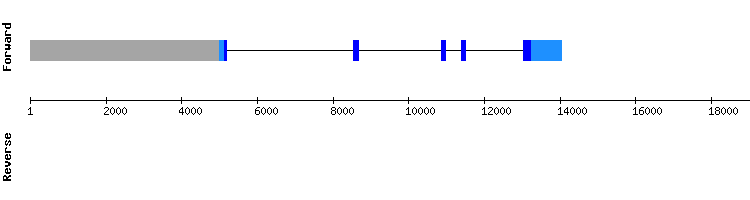 gene structure