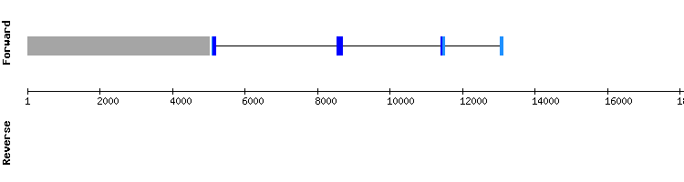 gene structure