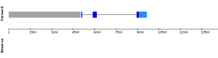 gene structure