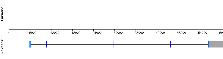 gene structure