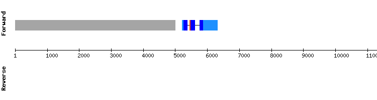 gene structure