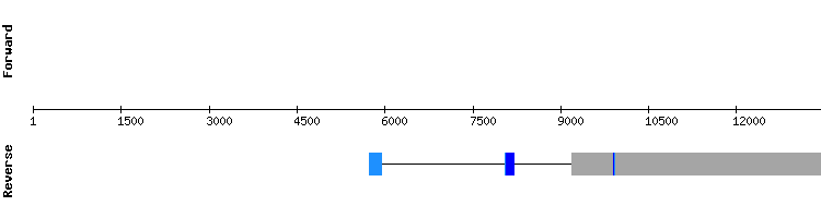 gene structure