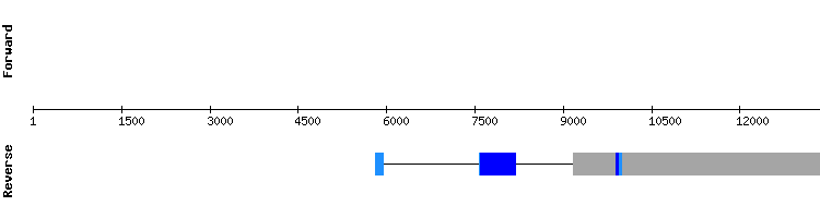 gene structure
