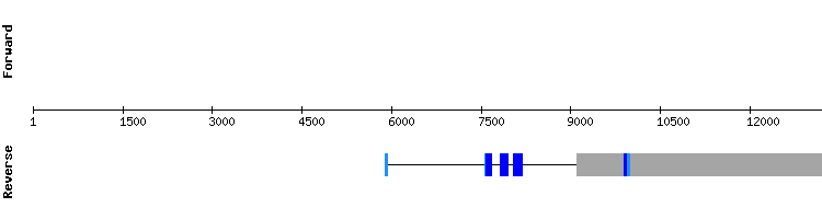 gene structure