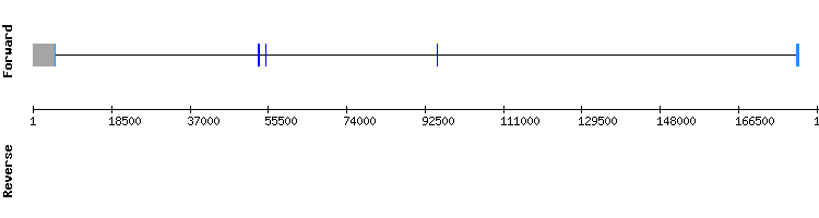 gene structure