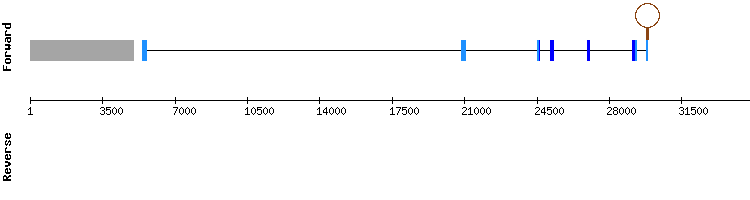 gene structure