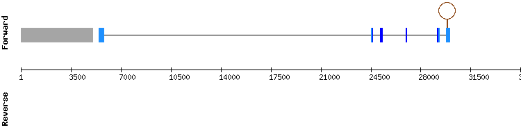gene structure