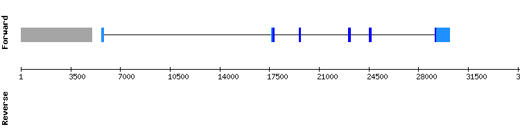 gene structure