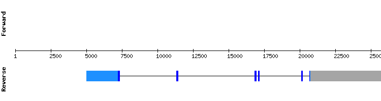 gene structure