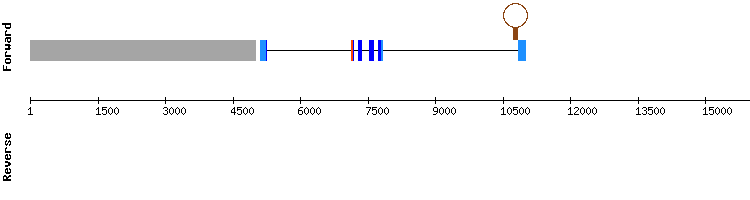 gene structure