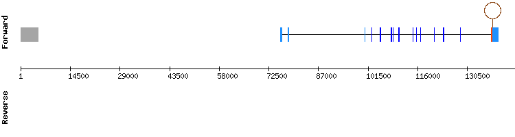 gene structure