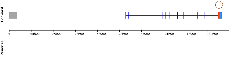 gene structure