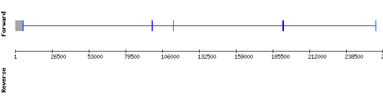 gene structure