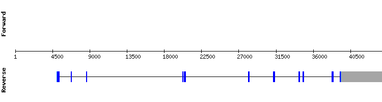 gene structure