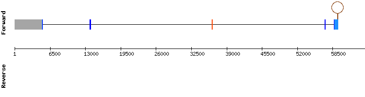 gene structure