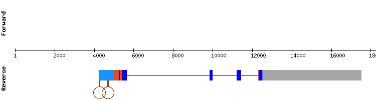 gene structure
