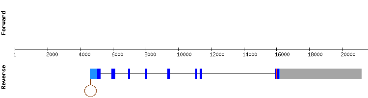 gene structure